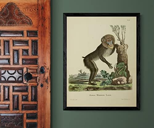 Мандрила Върховенството на Маймуна Реколта Дивата Природа Готин Офис Декор Зоология Антични Илюстрация на Изобразителното Изкуство Печат на Плакат - 6x8 - Peel & Stick